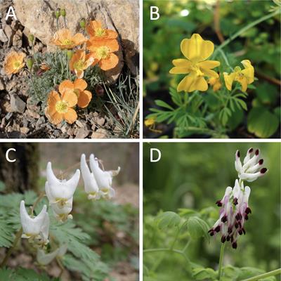Genomic incongruence accompanies the evolution of flower symmetry in Eudicots: a case study in the poppy family (Papaveraceae, Ranunculales)